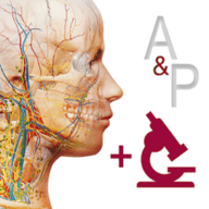 A and P（解剖和生理学）