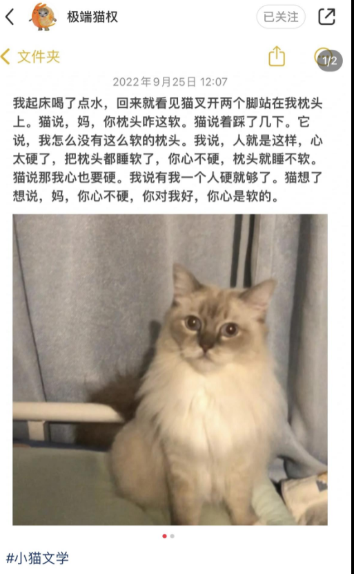 小猫文学梗出处含义